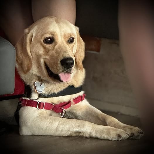 Labrador in red harness sitting indoors