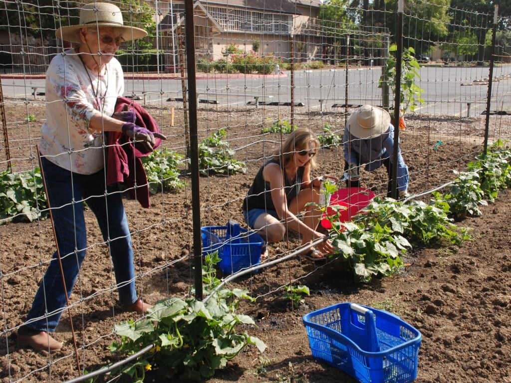 People gardening and picking vegetables on sunny day.