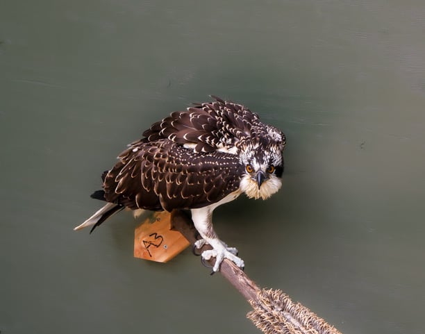 Osprey perched on a branch against green background.