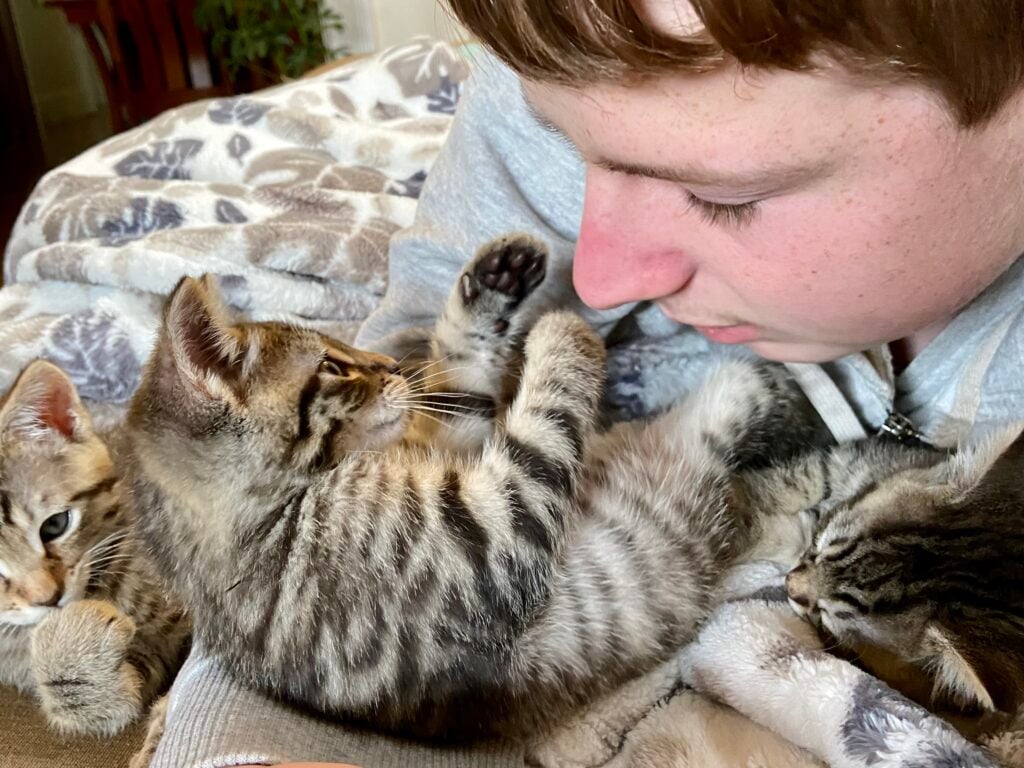 Person cuddling with adorable kittens on blanket.