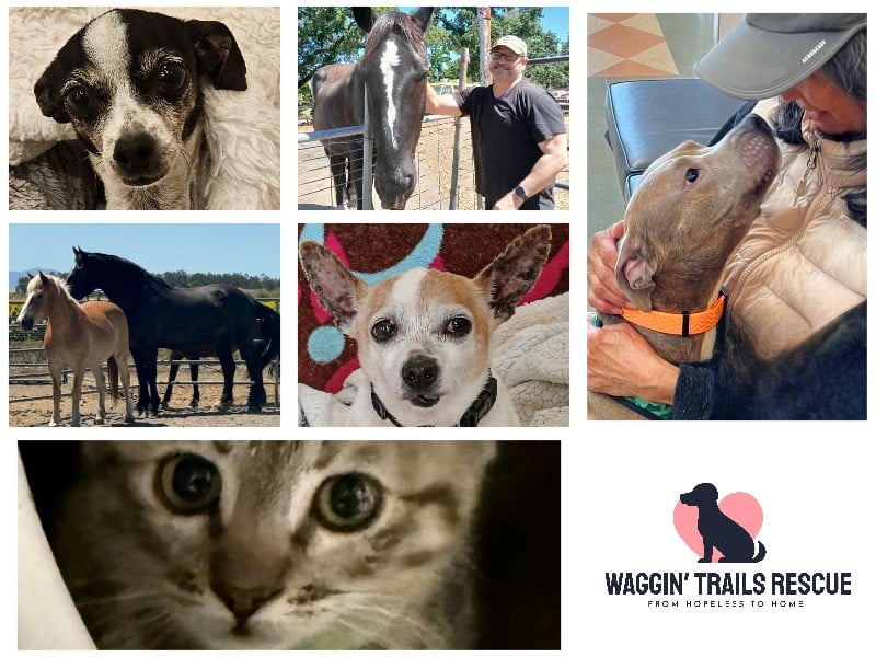 Collage of various rescue animals and logo
